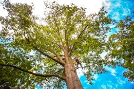 Why Choose Our Tree Removal Services in Narragansett Pier, RI?